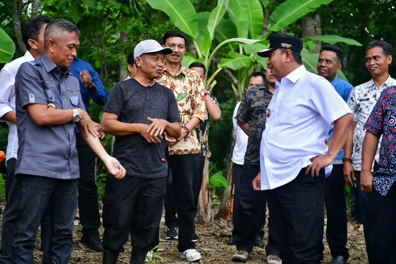 Cerita Petani Bone Beli Online Bibit Pisang Cavendish Kini Dibantu Pemprov Sulsel