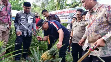 Pj Gubernur Ingin Desa Palippu Wajo Jadi Percontohan Budidaya Nanas di Sulsel