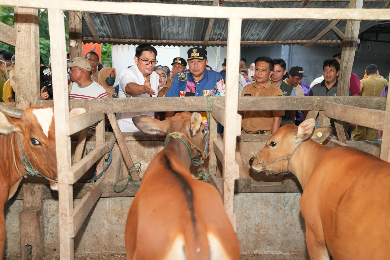 Pemprov Sulsel Dorong Inseminasi Buatan Hingga Gunakan Limbah Pisang Cavendish Sebagai Pakan