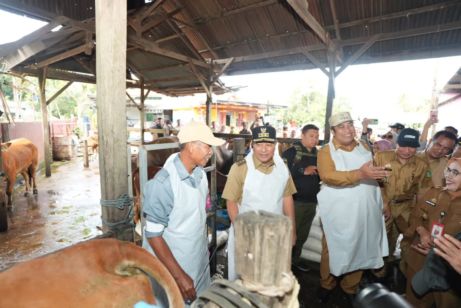 Puluhan Sapi Lokal di Maros Diinseminasi Sperma Simental dan Limosine