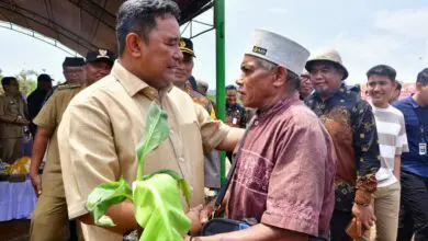 Petani Milenial Ikut Tanam Pisang Cavendish di Luwu Timur