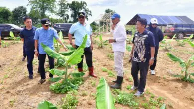 Pj Gubernur Pantau Perkembangan Pisang Cavendish di Bone