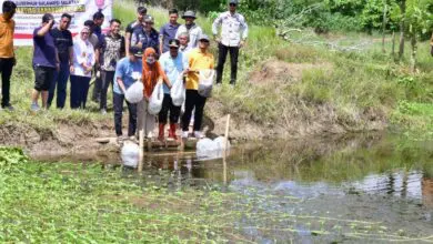 20 Ribu Bibit Ikan Nila Ditebar di Desa Mario Bone