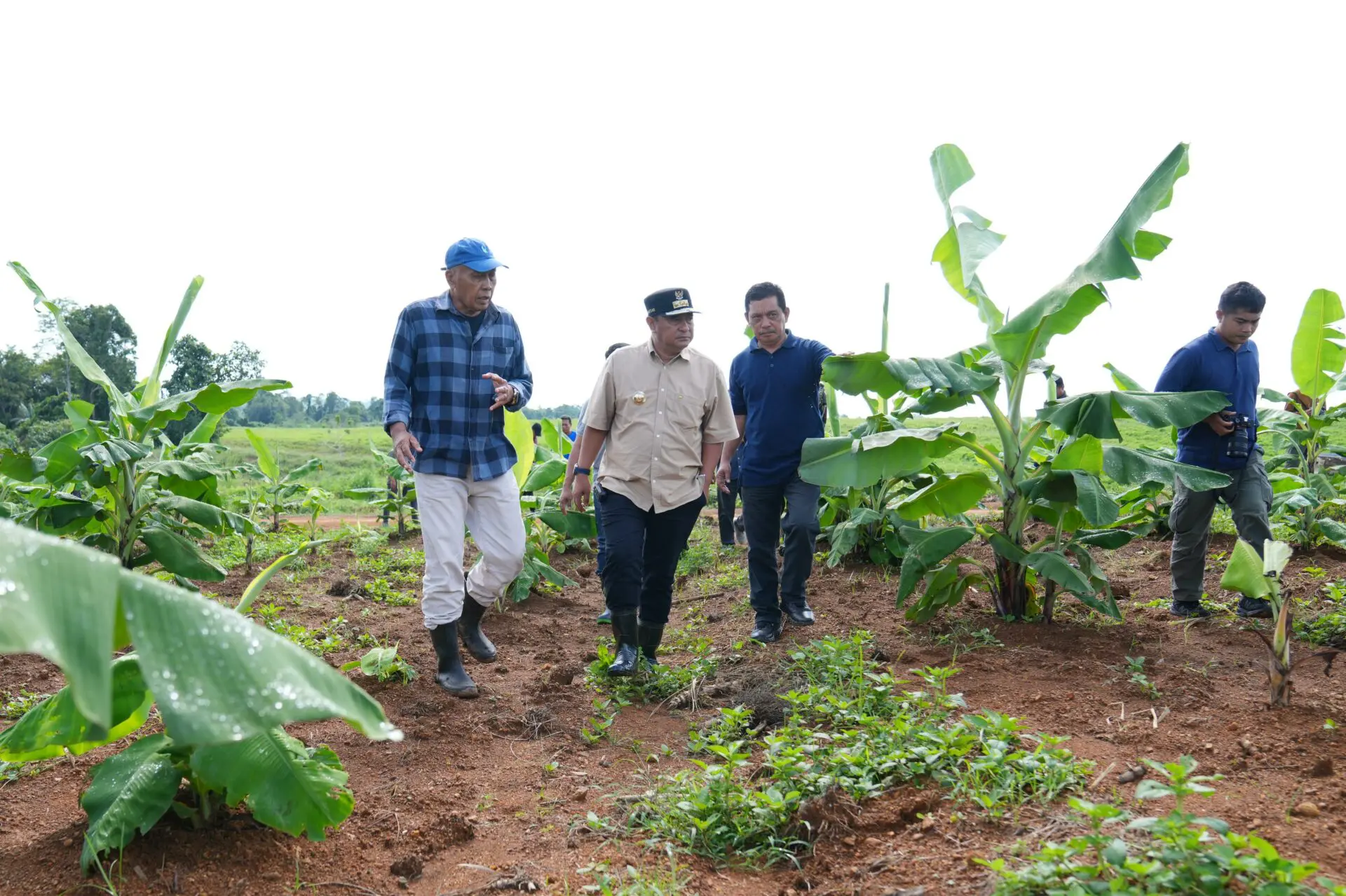 4 Bulan Lagi, Pisang Cavendish di Bone Siap Panen