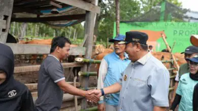 Program Inseminasi Buatan Diharap Tingkatkan Produksi Peternakan di Bulukumba