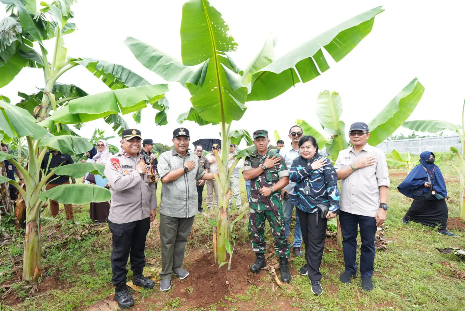 Tumbuh Subur, Pisang Cavendish di Tamarunang Gowa Empat Bulan Lagi Siap Panen