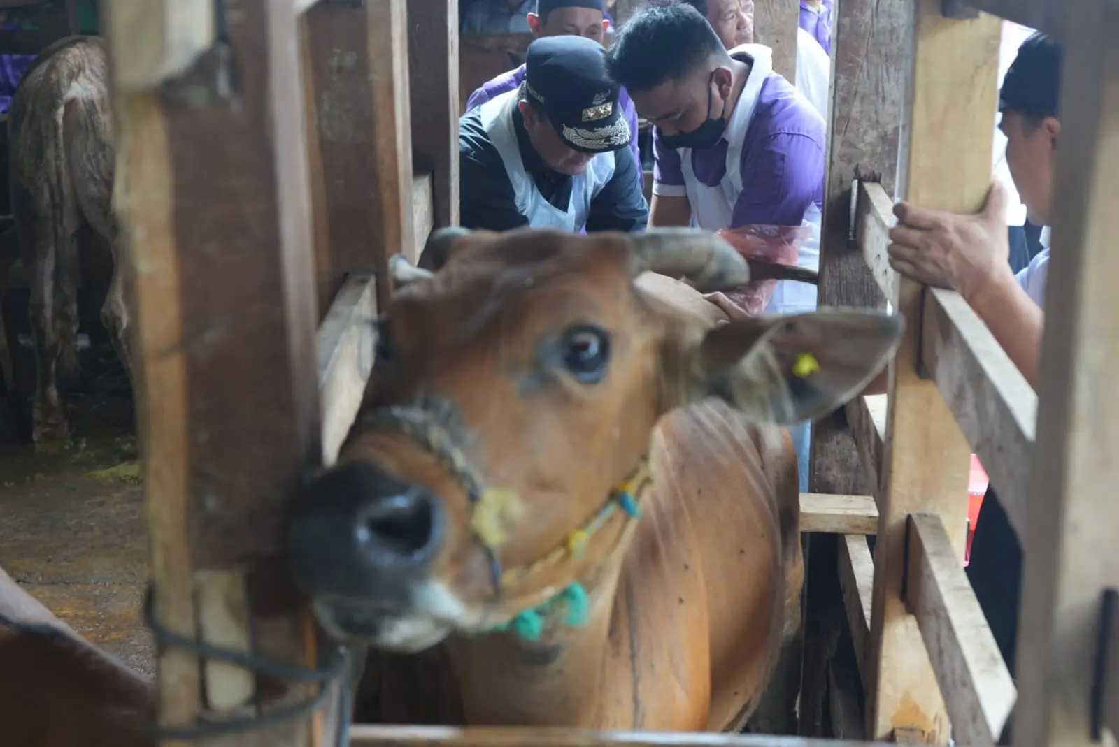 Pj Gubernur Bahtiar Pastikan Program Inseminasi Buatan Sampai ke Peternak 