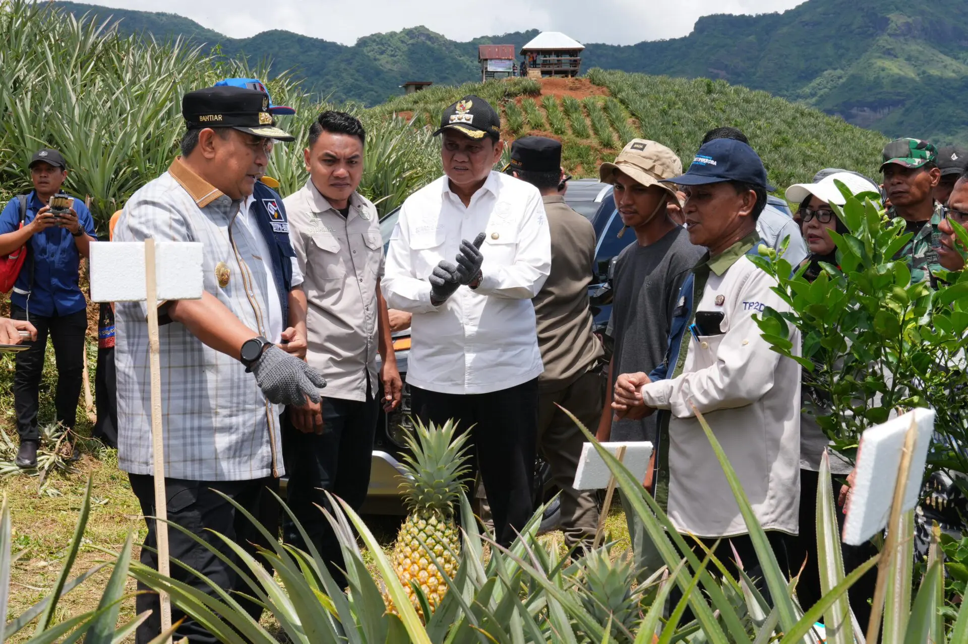 Setelah Pisang Cavendish, Pj Gubernur Bahtiar Dorong Budidaya Nanas 1.000 Hektare