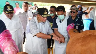 Melalui Inseminasi Buatan, Pj Gubernur Sulsel Dorong Peternak Naik Kelas Jadi Pengusaha