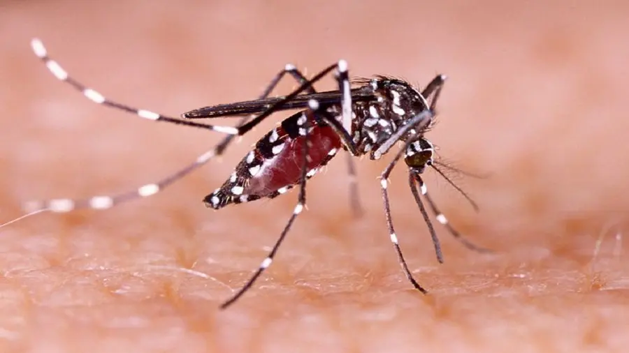 Cegah Demam Bedarah Dengue (DBD), Kadis Kesehatan Sulsel Imbau untuk Biasakan Hidup Sehat
