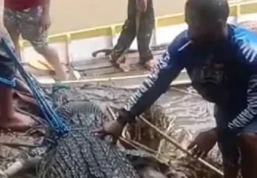 Diduga Terkam Seorang Wanita di Luwu, Seekor Buaya Mati Tragis Perutnya Dibelah Warga