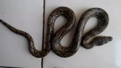 Tragis! Saat Bermain, Bocah 6 Tahun di Luwu Timur Dililit dan Digigit Ular Piton Sepanjang 3 Meter