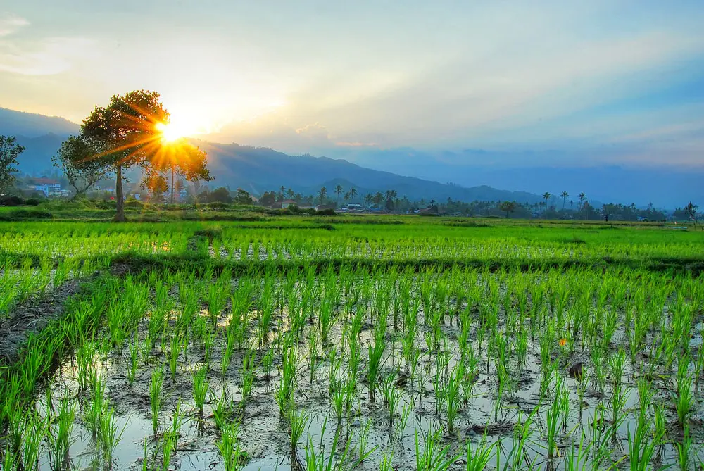 Pemprov Sulsel Optimis Luas Area Sawah Akan Bertambah