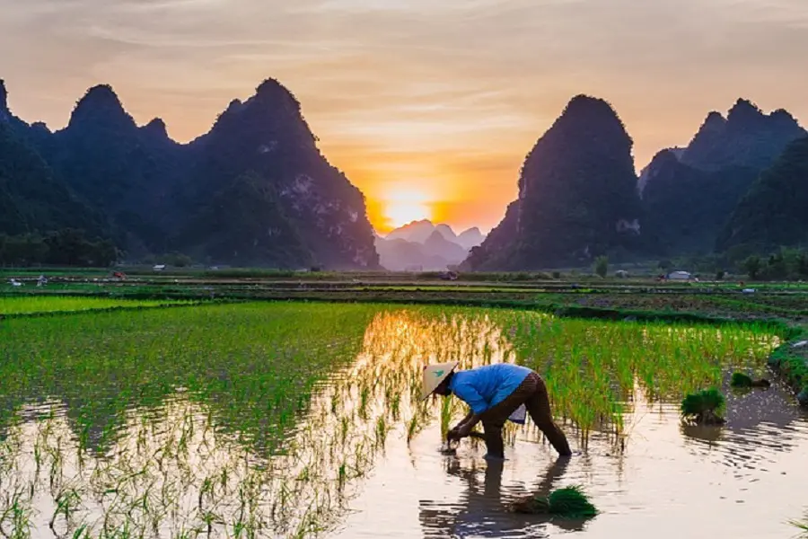 Inilah Alasan Penanaman Padi Sawah Rawa di SulSel Masih Tertunda