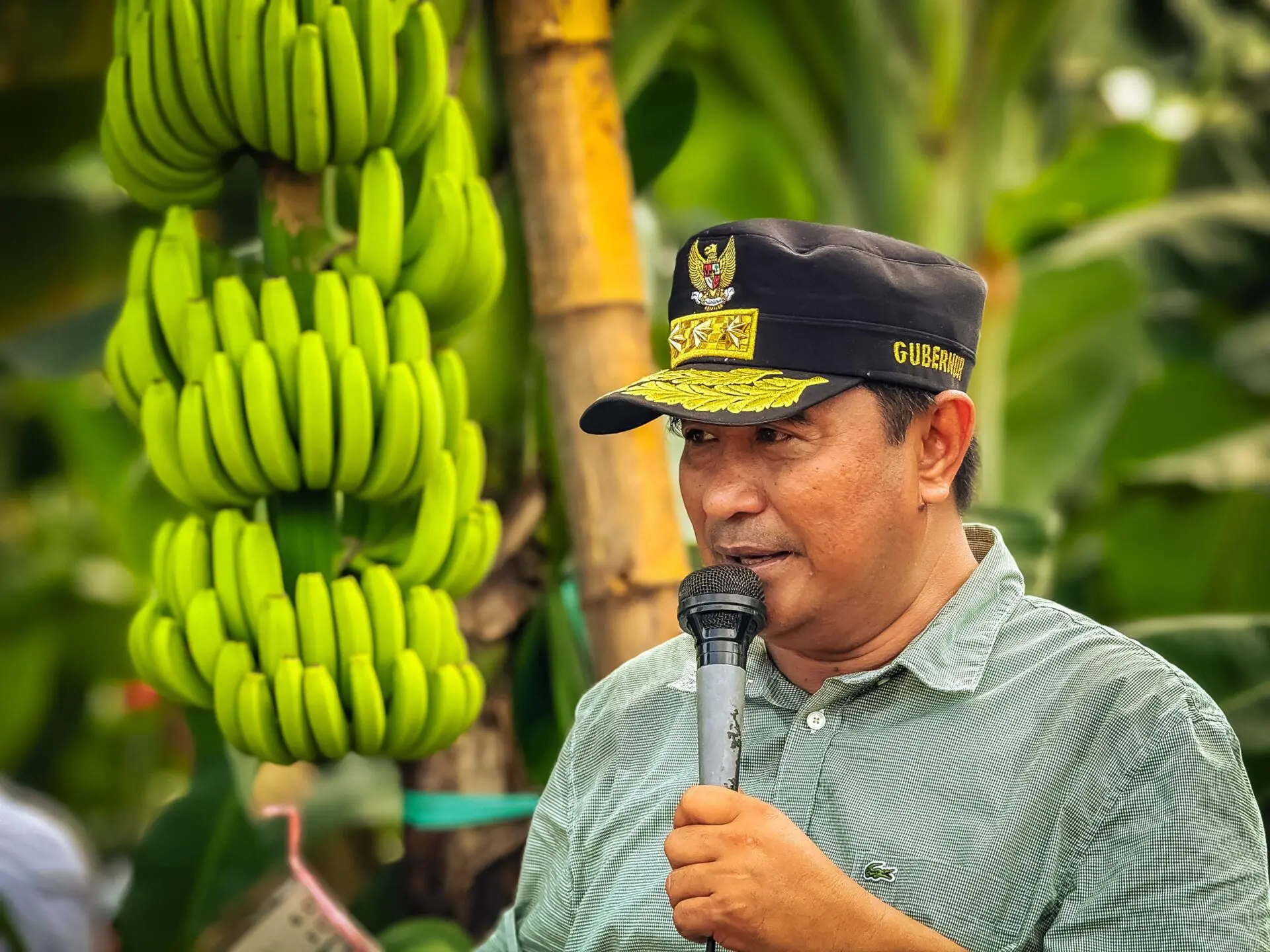 OJK Sulampua Dukung Penuh Pengembangan Budidaya Pisang di Sulbar