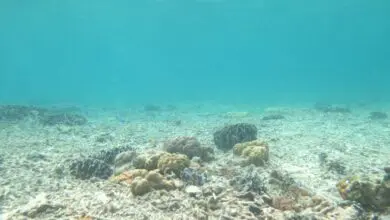 Inisiasi Ranperda Pengelolaan Terumbu Karang Mendapat Apresiasi dari Yayasan Konservasi Laut Indonesia
