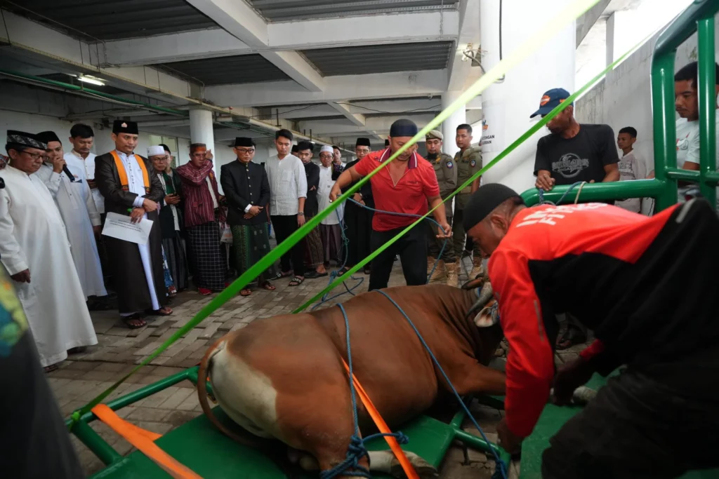 Pj Gubernur Zudan Berkurban Sapi Jumbo Seberat 339 Kg