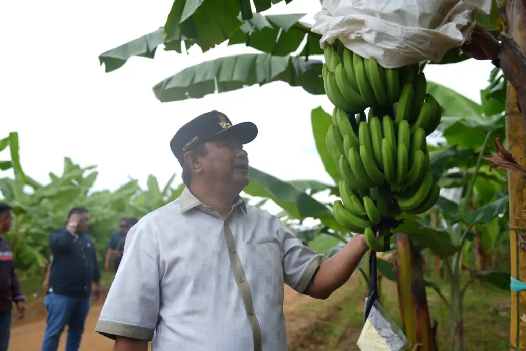 Pj Gubernur Bahtiar: Pisang Cavendish Solusi Terbaik Konversi Pangan