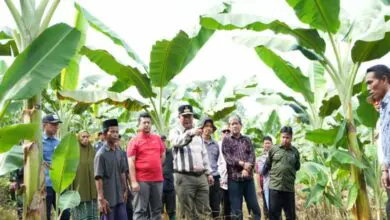 Pj Gubernur Bahtiar Dorong Budidaya Pisang Sulbar Naik Kelas ke Skala Industri