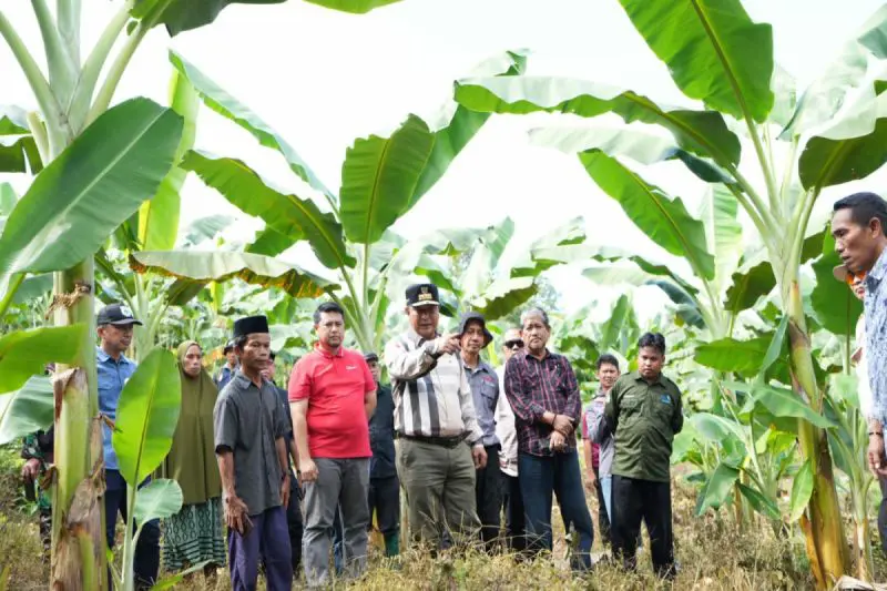 Pj Gubernur Bahtiar Dorong Budidaya Pisang Sulbar Naik Kelas ke Skala Industri