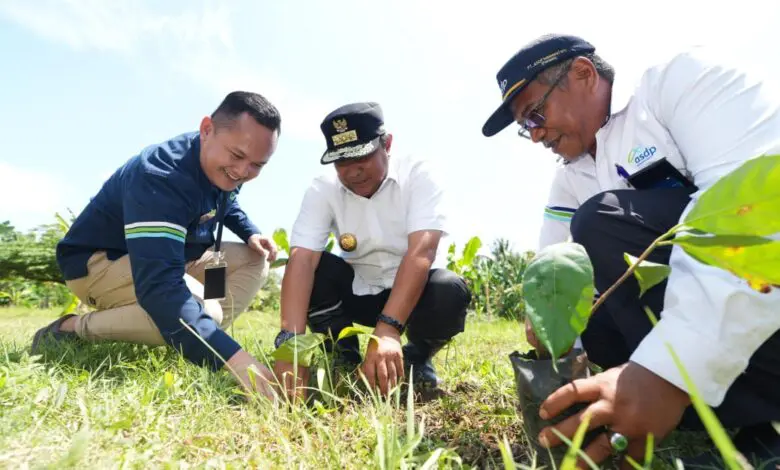 Mimpi “Gubernur Sukun” Jadikan Sulbar Penghasil Sukun Terbesar Sejagad
