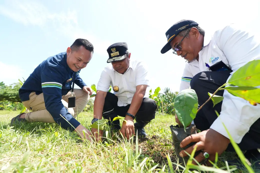 Mimpi “Gubernur Sukun” Jadikan Sulbar Penghasil Sukun Terbesar Sejagad