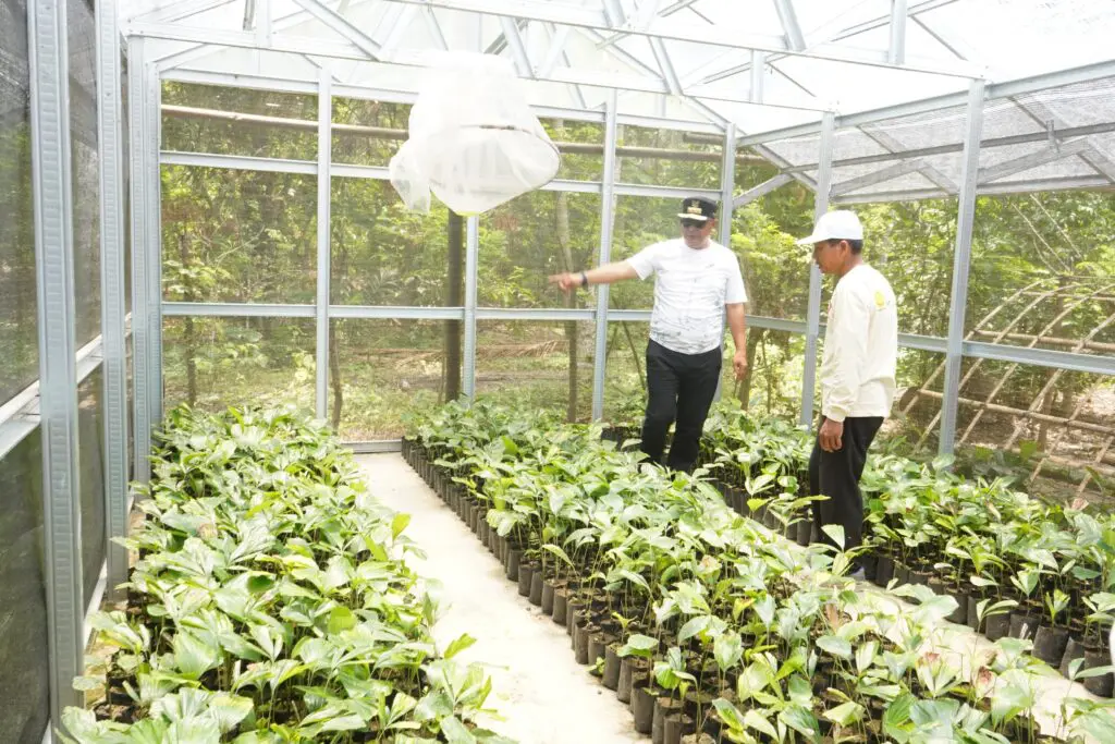 Tambah Komoditas Unggulan Sulbar, Pj Gubernur Bahtiar Pesan 3.000 Bibit Pohon Aren