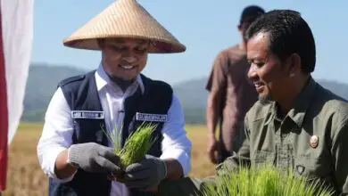 Andi Sudirman Berhasil Kembalikan Kejayaan Pertanian Sulsel, Surplus Beras 2,08 Juta Ton-Tertinggi se-Indonesia