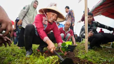 12,5 Juta Lebih Pohon Telah Ditanam Pemprov Sulsel di Hutan Rakyat, Daerah Aliran Sungai dan Kebun Bibit Rakyat
