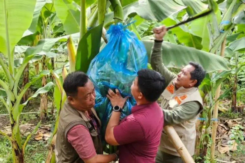 Bahtiar: Lahan di Sulbar Cocok untuk Pisang Cavendish