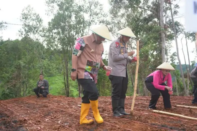 Sulbar Tanam 30 Ribu Bibit Cabai di Mamuju